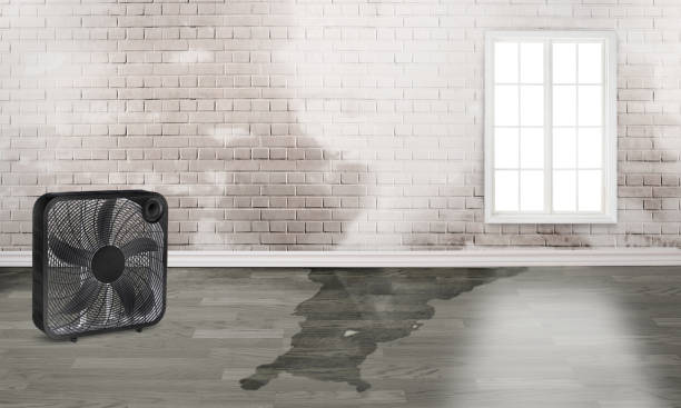 Best Flooded house restoration  in Grove City, PA